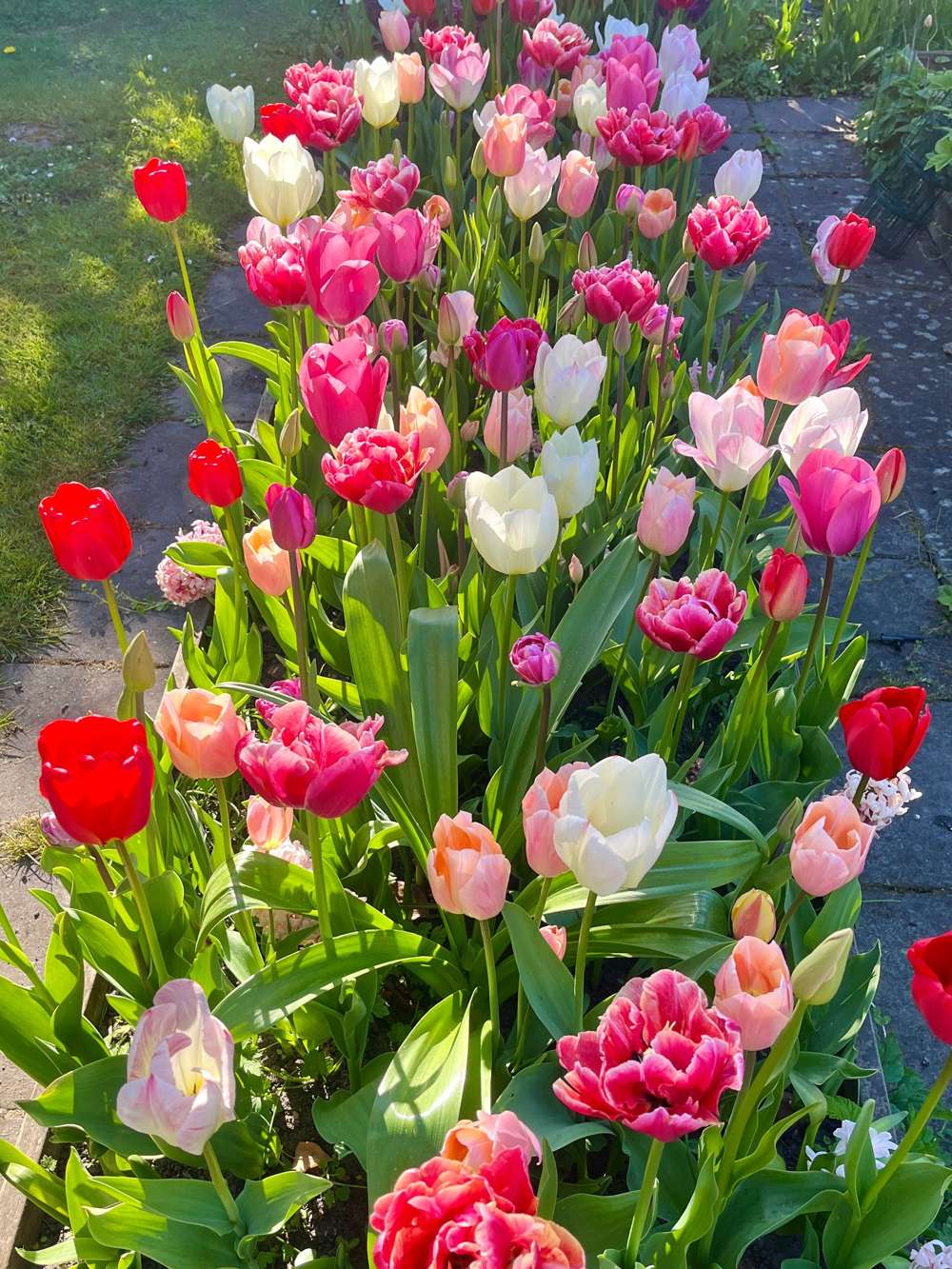 Eksklusivblanding 'Svaneke Delight'